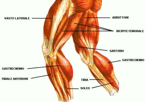 Quanti giorni il thrombophlebitis è trattato