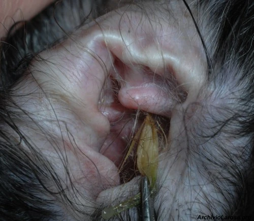 Come curare otite cane