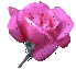 Logo Lady Rose di Chiara Praitano