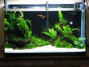Plafoniere T5 Per Acquari : Acquarigiapponesizen palermo