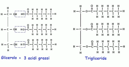 Risultati immagini per trigliceridi