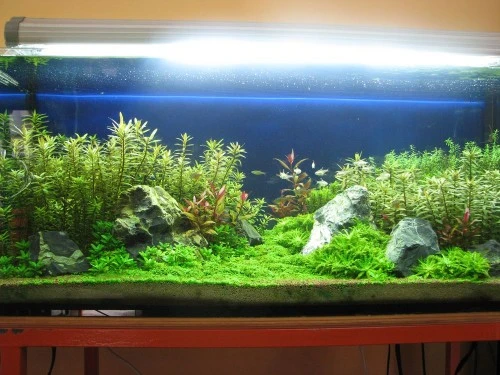 Plafoniere T5 Per Acquari : Acquarigiapponesizen palermo