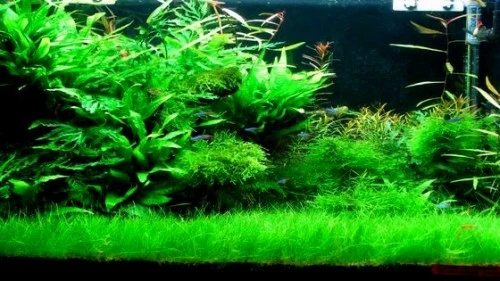 Plafoniere T5 Per Acquari : Acquarigiapponesizen palermo