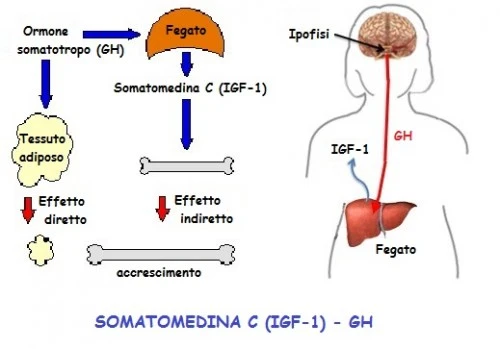 https://www.retestatic.it/user_allegati/500x500/jpeg/78d/496364.jpeg