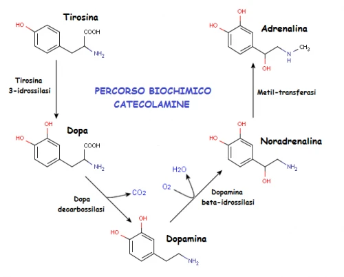 di catecolamine