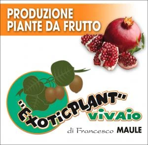 Logo Exoticplant Vivaio di Francesco Maule