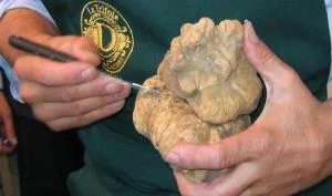 Logo Le Trifole di Curzietti Davide