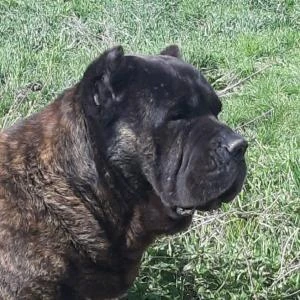 Logo Allevamento Di Casa Marziali 