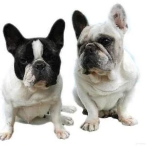 Logo Società Agricola