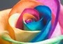 Logo Studio Arcobaleno Sas - Joe Coccodrillo Group